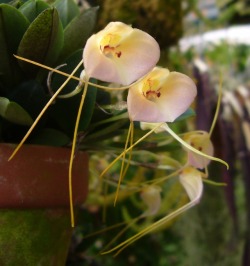 orchid-a-day:  Masdevallia persicina Syn.: Masdevallia wagneriana var. ecuadorensis February 4, 2019  