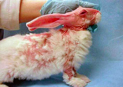 thatpassionatevegan:  SAY NO TO ANIMAL TESTING When buying makeup products that have been tested on animals, you are supporting the torture, exploitation and awful treatment of innocent animals. That lipstick is not worth it, please choose cruelty free