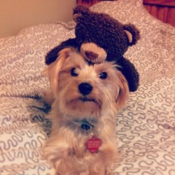 My dog with his new toy, Mr. Bear on his head. Why? Why not, who the hell are you to question my artistic choices.