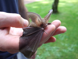 pukakke:  little brown long-eared bat image source and more images here   cute X3