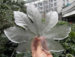 babyferaligator:  givemeinternet:  Ice off of a leaf.  420 freeze it 
