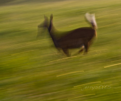 Just a Blur on Flickr. from my recent trip to Cades Cove, Smoky Mountains National Parkearly AM image