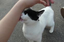 pueriluna:  a cat kissed me yesterday and i didnt even know her  