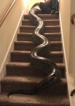 goliathsplopspot:  One of the many reasons I’m not very active on Tumblr lately is a big cross-country move. Thankfully all three of the snakes made the move flawlessly and I got a picture of Gracie having her first experience with stairs. Her person