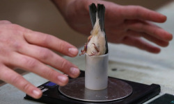 biologizeable:  the-psychotic-biotic:  APPARENTLY THIS IS HOW ZOOLOGISTS WEIGH TINY BIRDS  …and bigger birds  