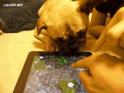 onlylolgifs:  Dog Tries to Drink Water From iPad