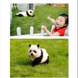 As if Panda Bears aren&rsquo;t cute enough: introducing the Panda Dogs! Sooo cute you need to check it out! Link on bio  #panda #cute #instagood #likeforlike #pandabear #asians #likes #funny #pandas #pandaexpress #teampanda #instapandacool #bestoftheday