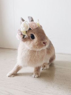 adorableanimalss:Baby bunny in a flower crown 🐇💐