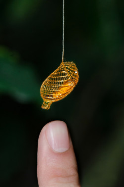 sixpenceee:  The Urididae is a type of moth and it’s cocoon is a bright orange color, that sometimes looks golden. The cocoon is usually suspended on a long thread below a leaf.     The net structure of the cocoon allows for more airflow over the pupa.