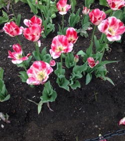 celticknot65:  Tulip Fest May 2017, Albany, N.Y.  So lovely. 😍 Excellent photos, Daddy!!!