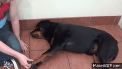 pangur-and-grim: themotherfuckingclickerkid:   Found a video from BrightDog academy dog training (idk anything about them) demonstrating the dog aggression ladder and the benefits of teaching bite inhibition. This is the trainer’s own dog. He purposefully