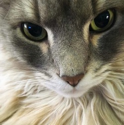 awwww-cute:  My sister’s ridiculously photogenic cat Simba turns 11 today (Source: https://ift.tt/2Jby4Ec)  😍😍😍😍😍😍😍😍😍