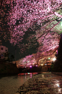 hiromitsu:  Gumyoji night sakura by runslikethewind83 on Flickr. 