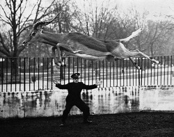 A London Zoo keeper watches as an impala named Randy leap through the air, 1960.