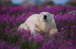 awkwardsituationist:  michael poliza in churchill manitoba, who noted “the polar bear was all by himself as they are very solitary animals anyway. but this one looked particularly sad as it wandered around, almost a though it didn’t understand where