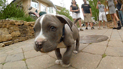 nicevagina:  wow how dare this breed of dog walk the streets in all of it’s viciousness!  