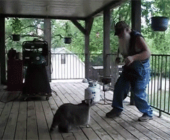 deliciousweeds:  skaagz:  weregoingtojackson:  Best gif ever for all eternity.  That is a fucking huge raccoon  It’s pregnant with that hillbilly’s child 