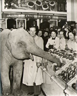Robert Cohen - Vol à l’étalage, éléphant du cirque Mikkenie de Bruxelles, 1953.