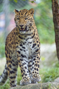 Bendhur    llbwwb:  (by Tambako the Jaguar)