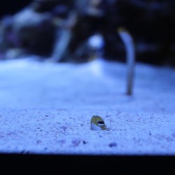 neaq:  Nope. No, Monday. Not coming out. •  •  •  Garden eels create burrows on open sandy bottoms of the sea floor. They pop out part of their bodies to feed on passing plankton and detritus. They are surprisingly long, and so there’s a whole