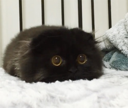 glasswing-butterfly:  catpella:  brainfartsbyme:  This cat would get everything from me  yeah this cat has such a big eyed woe-is-me that it could have everything it ever asked for   That’s not a cat, that’s a soot sprite with a tail!