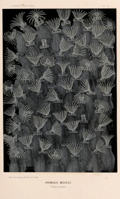 nemfrog:Plate XV. Moss-like animals _Le monde de la mer_ 1866