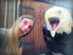 crazycritterlife:  How to take selfies with a bald eagle 