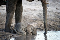dwaynewaynejr:  hwgac:  wildeles:  Baby elephant drinking. When they are this young, they don’t yet know how to use their trunks to drink water. [Image source: Dana Allen, “First Drink” via Pinterest. Caption by WildEles/Jewel Ward.]  @dwaynewaynejr