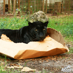 notcuddles:  ironinomicon:  bigcatrescue:  BIG cats love boxes too!  the obverse to “a lion still has claws my lord” &lt;:V  The caracal is like “no, I am dignified” and sorry bb, ur a cat in a box. 