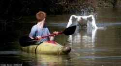 kim-kanye-baby:  unexplained-events:  Tyson the Swan Tyson will attack you if you come within a two-mile stretch of the Grand Union Canal in Bugbrooke, Northamptonshire. Joe Davies learned this the hard way and capsized. SOURCE  U kno he dead