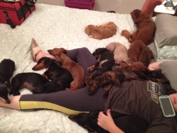 annanymousss:My family runs a dachshund rescue and, well……..this is usually what it looks like 