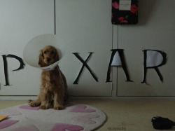 nic0cacola:  Our puppy recently had an operation and got the cone (or lampshade haha), so we decided to do this. 