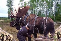 sturmtruppen:  ellis-dee:  This guy raised an abandoned moose calf with his Horses, and believe it or not, he has trained it for lumber removal and other hauling tasks. Given the 2,000 pounds of robust muscle, and the splayed, grippy hooves, he claims
