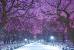 Central Park is magical in fresh snowInga&rsquo;s Angle 