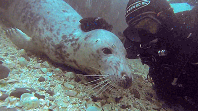 gif gifs cute underwater funny gifs gif set seal cute gifs marine life lol gifs  marine biology SEALS belly rub snorkling seal gifs tummy rub huffingtonpost  •