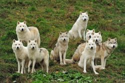 wolveswolves:  “I was about to leave the park when I decided to visit the arctic wolves one more time and get a few more shots. The wolves were pretty much scattered all over the place, some lying down and some playing with each other, when all of a