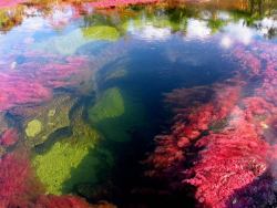 odditiesoflife: The Most Colorful River in the World For most of the year, Caño Cristales in Colombia looks like any other river: a bed of rocks covered in dull green mosses are visible below a cool, clear current. However, for a brief period of time