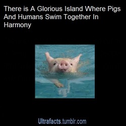 ultrafacts:  vashtaneradoctor:  ultrafacts:  Source For more posts like this, follow the Ultrafacts Blog!  What I have always hoped for in humanity AND pigmanity. For peace. For justice. AND FOR THE ABILITY… TO SWIM… IN HARMONY!!! *crowd cheering*