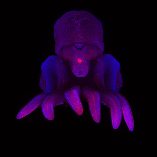 Light sheet microscopy image of a baby octopus (purple and blue in color)