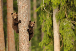 fuck-yeah-bears:  Bear cubs / Cuccioli d'orso by Danilo Ernesto Melzi