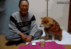 collegehumor:  onlylolgifs:  Shiba Inu Prevents Owner From Drinking Alcohol  