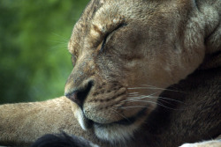 touchdisky:  Zoo Photos - Big Cats  Elizabeth Simons 