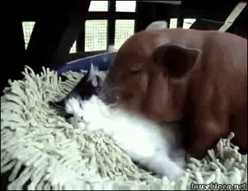 pig & cat