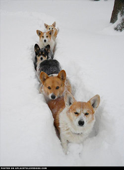 aplacetolovedogs:  Corgis In The SnowCorgi’s in the snow  Five adorable Corgi’s trudging through the snow! imgurView Post