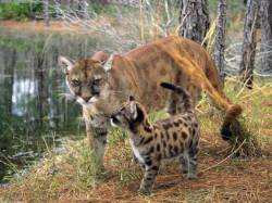bestianatura:  The  Florida Panther despite it’s name, it’s actually a type of cougar that  lives in the swamps and forests of Southern Florida. As cubs, their  coats are spotted, but fade over time. Due to poaching and car  accidents, it’s believed