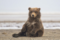redwingjohnny:  Coastal brown bear cub by pilapix on Flickr. 