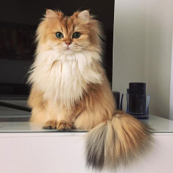 thexphial: lemonsharks:  middlemarching:  boredpanda:    Meet Smoothie, The World’s Most Photogenic Cat    omg you’re not kidding, look at that beautiful fluff   This cat is also a fairy  So floofs 