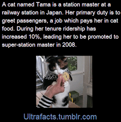 liveswithcrows:  skeleton-tiddies:  retro-geek:  ultrafacts:  gatochick:  ultrafacts:  pizzaismylifepizzaisking:  majikkant:  ultrafacts:  Source Video of Tama  Follow Ultrafacts for more facts  The picture in the background of the second one  Tama is