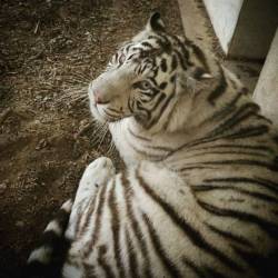 Hi there kitty *-* Spent all day in Zoo with kitties *-* #tiger #zoo #rawr #kitty #cica #meow #whitetiger #cat #miau #katze