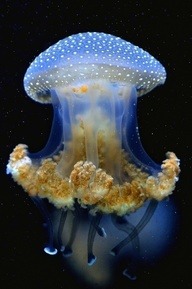 Phantasmagorical (Australian Spotted Jellyfish)